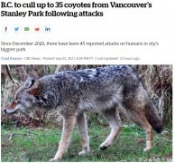公園襲擊增多 將獵殺多達35只郊狼