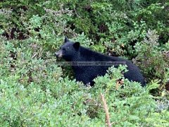 黑熊到北溫逛校 可悲這麼多熊被殺