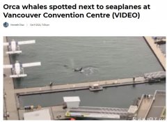 罕见!温市中心码头发现虎鲸在游弋