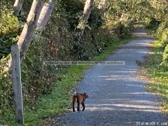 神奇 大溫網紅湖跑馬山貓領跑沖線