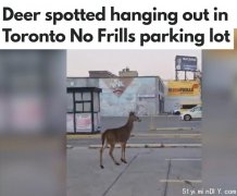 多伦多小鹿从公园出逃!闲逛停车场