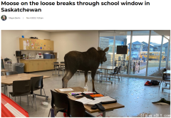 很加拿大！驼鹿一头撞破玻璃，闯进上课中的?教