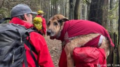 北温爬山又迷路 救援队背伤狗下山