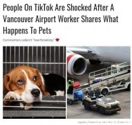 机场员工爆料:宠物在飞机上是这样的 网友心疼