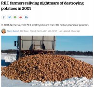 太可惜!加国数百万磅马铃薯被销毁