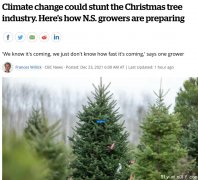 长知识了!加拿大的圣诞树来之不易
