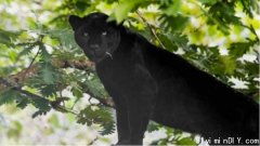 大溫動物園美洲豹闖禍 咬傷鏟屎官