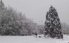 大温强风警告 本周末和冰雪说再见