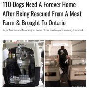 100只狗加国找新家!从狗肉店拯救