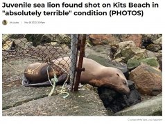 可憐!溫村海灘發現一海獅頭部中槍