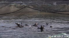 海狮群闯温哥华三文鱼养殖场 敞吃