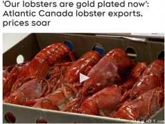 加拿大龙虾镀金疯涨 渔民年入50万