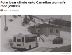 加国北极熊爬上屋顶 居民吓坏了！
