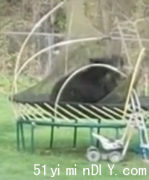 驚嚇?兩黑熊在大溫這後院蹦床玩耍
