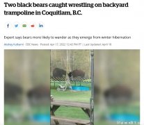 春天到!俩黑熊高贵林玩蹦床打拳击