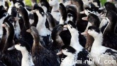 【禽流感】魁省养鸭农场已宰杀15万只禽鸟裁员300人(图)
