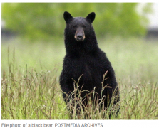 本拿比山周末发现三只黑熊，不少民众停车拍照！