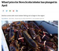 加国吃货们福利!龙虾的价格下降啦