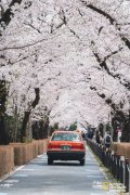疫情都三年了，日本的樱花还好看吗？