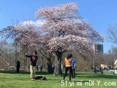 【有片】【一年一会】海柏公园樱花盛放 美景如诗如画(图)