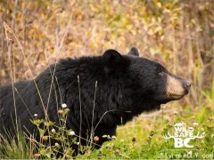 黑熊出没季 在大温这两网红湖溜达