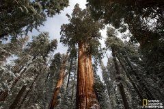 原始森林为什么很重要？