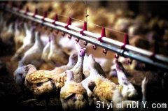 全国68养殖场爆致命禽流感 安省家禽野鸟幼狐成牺牲品(图)