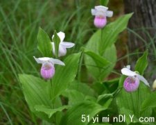 【乐活多伦多】大多区以东保育区内有清雅野生兰花(图)