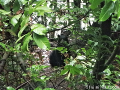 西温居民涉嫌喂熊和土狼面临重罚