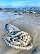 3.5米超大鱿鱼被冲上南非海滩吓跑游客！深海，为什么这么多巨物?