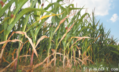 小麦玉米价创新高 加拿大种植史上最贵农作物