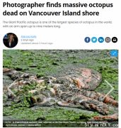 温哥华岛海岸惊现“海底巨兽”号称能”掀翻船只”
