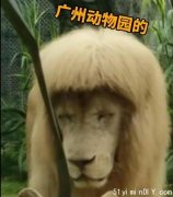 “齐刘海”狮子火上热搜！广州动物园回应很真实&#8230;