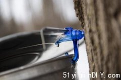 【枫树糖浆业面临冲击】原因竟与气候扯上关系(图)