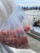 斑点虾季结束野生珍宝蟹接棒开售