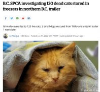 太残忍!BC省这里发现130只死猫