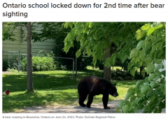 因太热..大多伦多小学附近熊出没！学校紧急关闭！