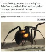 加拿大女子从Costco买的葡萄里，突然窜出黑蜘蛛！