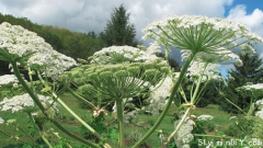 提醒 | 加拿大的“大猪草”疯长：危险毒素！接触严重烧伤皮肤