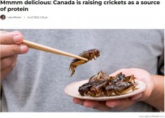 这个,敢吃吗?加拿大推饮食新潮流