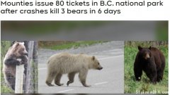6天撞死3只熊 BC警方愤怒狂发罚单