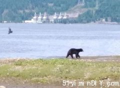 天气热 黑熊也去Burrard Inlet 海边漫步(图)