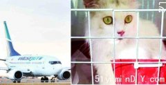 多市领养 上飞机前出事 猫咪从托运箱「越狱」走失(图)