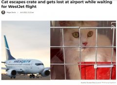 托运猫咪在机场走失 加航突改规定