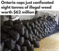 安省突袭生产点 一次查获8吨大麻