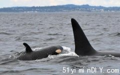 温岛海域发现幼鲸命名K45(图)