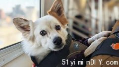 宠物主人网上请愿促运联放宽宠物乘公车限制(图)