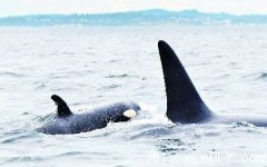 温岛海域发现幼鲸 命名K45(图)