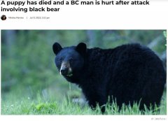 黑熊露营地袭击小狗致死主人受伤