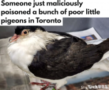 可恶！多伦多有人恶意毒死鸽子，超过20只已经死亡